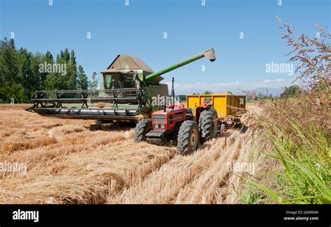 wheat harvesting machine in full work Stock Photo - Alamy