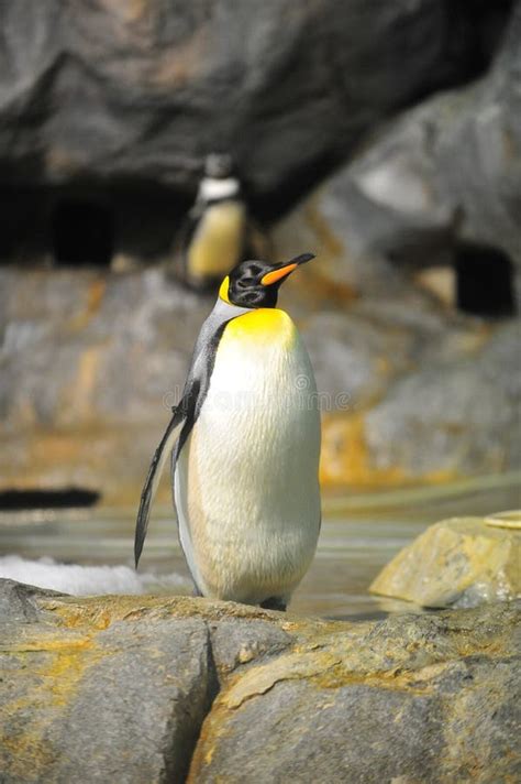 King Penguin in Its Habitat Stock Image - Image of yellow, penguin: 22984309