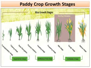 Paddy Crop Growth Stages