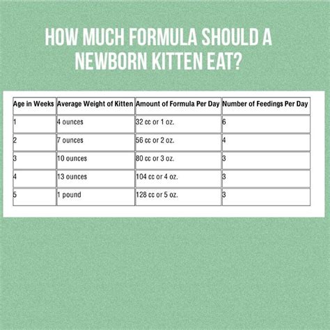 Kitten Formula Feeding