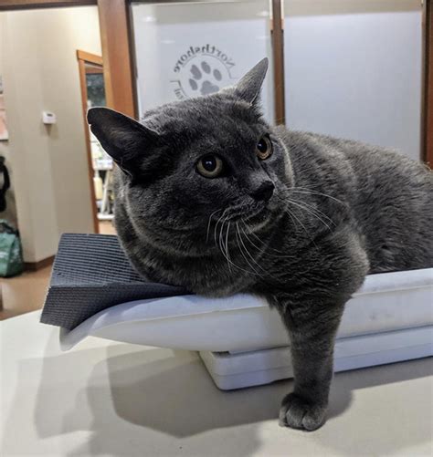 Chonky Cat Goes Viral For Being Annoyed By Underwater Workout | Bored Panda