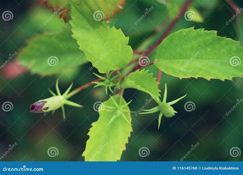 Bourgeons of Flowers with Green Leaves Stock Photo - Image of ...