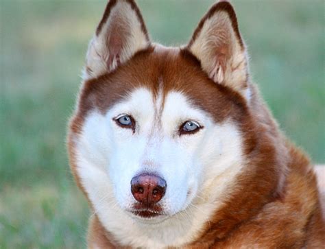 Facts About the Siberian Husky: An Excellent Dog Breed | PetHelpful