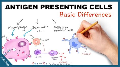 Discuss Antigen Presenting Cells With Diagram And Function A