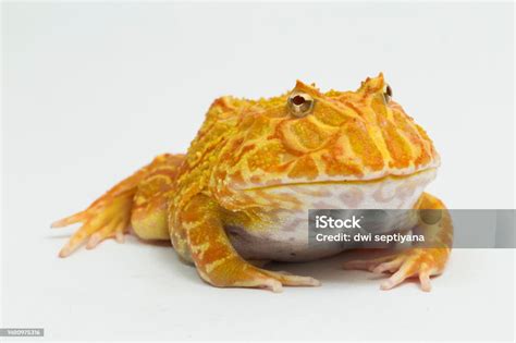 Pac Man Katak Katak Albino Dengan Latar Belakang Putih Foto Stok - Unduh Gambar Sekarang - iStock