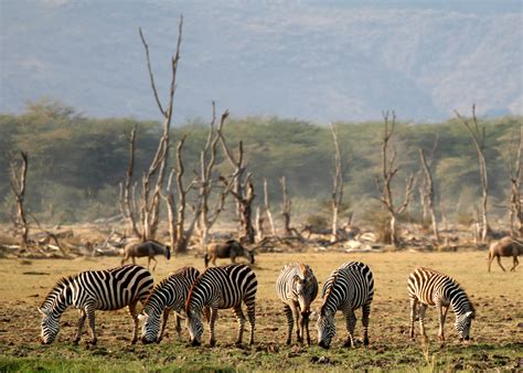File:Lake Manyara Wildlife.jpg - Wikimedia Commons