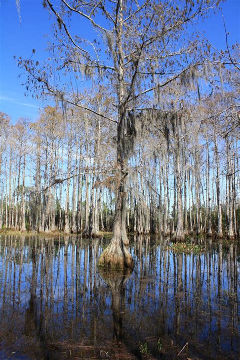 Cypress Swamps | Audubon Corkscrew Swamp Sanctuary