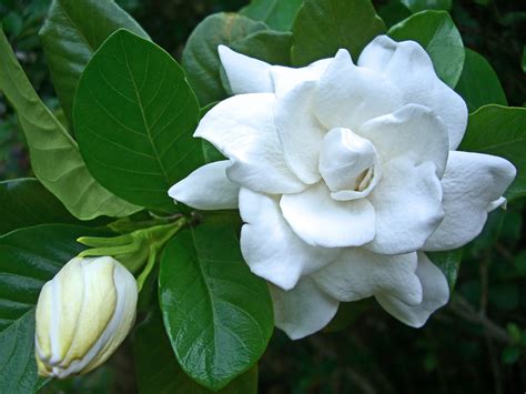 Gardenia flower single picture with bud. - WebAndGraph | Online Tutorials