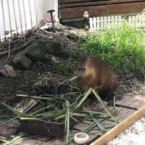 There's An Adorable Capybara Café In Taipei Where You Can Pet And Feed Them