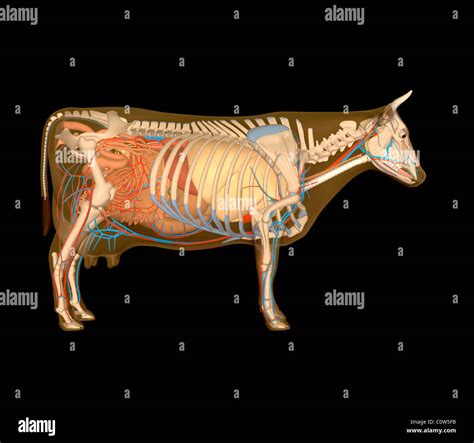 Cow Liver Anatomy