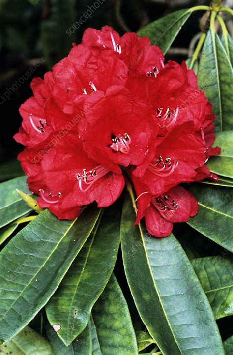 Blood Red rhododendron flowers - Stock Image - B760/0586 - Science Photo Library