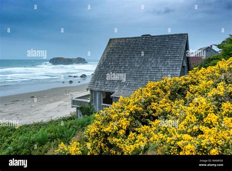 Invasive species oregon coast hi-res stock photography and images - Alamy