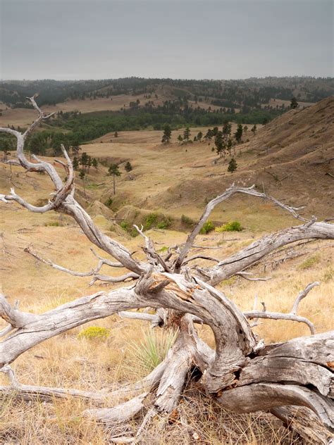 Nebraska National Forests and Grasslands - Soldier Creek Wilderness ...