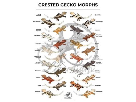 Crested Gecko Morphs | ubicaciondepersonas.cdmx.gob.mx