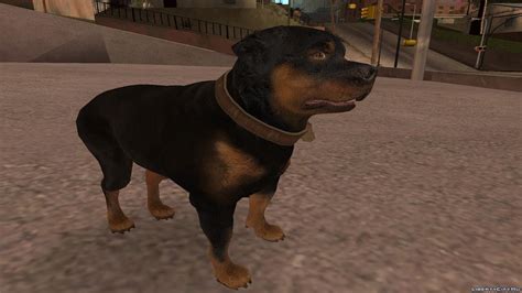 GTA 5 Chop Dog Mod (GTA San andreas) - YouTube