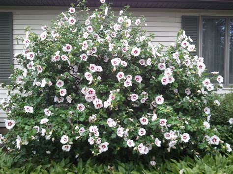 rose of sharon shrub | My lovely Rose of Sharon bush and my Candi Dot Lace Shell! | Rose of ...