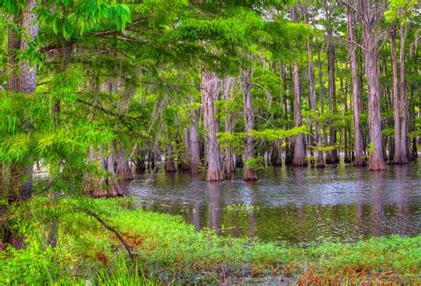 Louisiana Bayou Photograph by Ester McGuire - Fine Art America