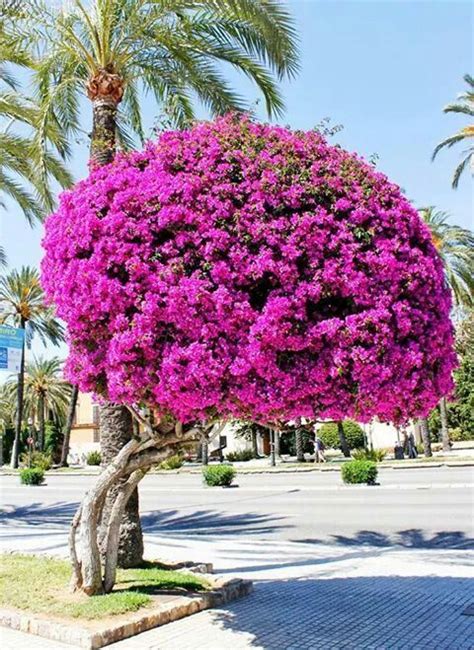 HERMOSA TRINITARIA | Bougainvillea tree, Plants, Amazing gardens