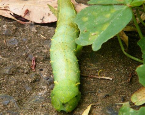 Unknown Caterpillar from Australia is Coequosa australasiae - What's That Bug?