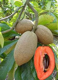 Mamey Sapote - Gardening Solutions - University of Florida, Institute ...