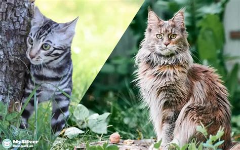 Maine Coon Bengal Mix: The Ultimate Guide