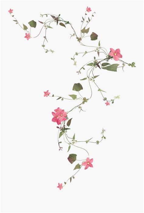 Flower Vines Transparent Background, Transparent Clipart | Flower vine ...