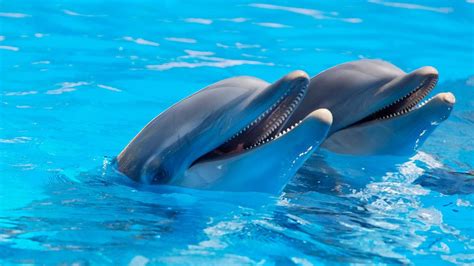 Happy Dolphins Pictures, Photos, and Images for Facebook, Tumblr ...