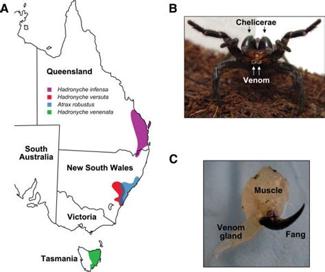 Distribution, venom collection and venom-gland dissection of Australian ...