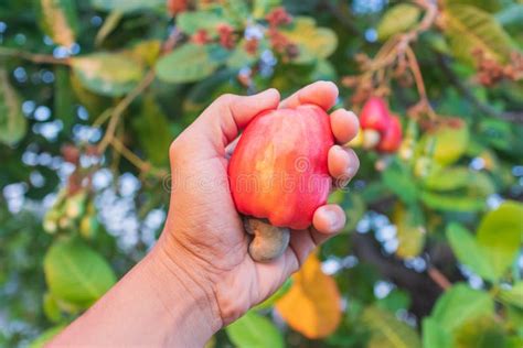 Hand Harvesting Cashew Fruit on Tree Stock Image - Image of apple, fresh: 218789257