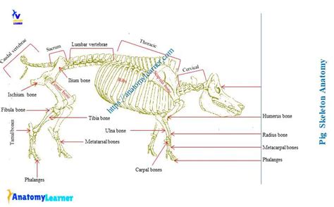 Pig Skeleton Anatomy with Labeled Diagram » AnatomyLearner >> The Place ...