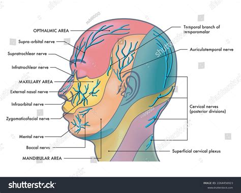 Facial Nerve Palsy Diagram