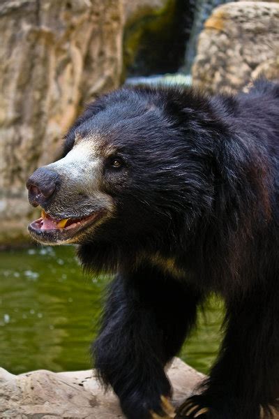 Sloth Bear Claws: A Unique Defense Mechanism – MudFooted