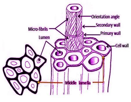 Different Structure of Cotton Fibre - Textile Tutorials