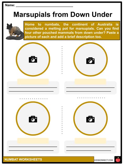 Numbat Habitat, Conservation, Diet, Facts, and Worksheets for Kids