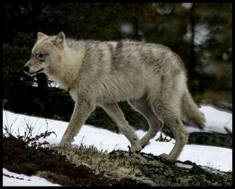 38+ Great plains wolf ideas