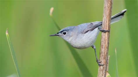 Blue gray Gnatcatcher Prints Digital Prints trustalchemy.com