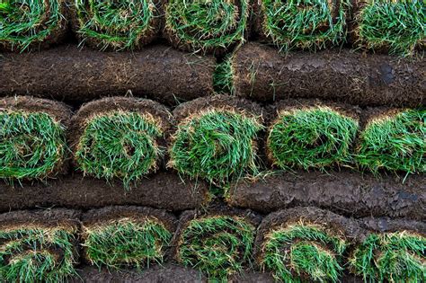 4 Essential Benefits of Installing SOD Grass