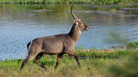 Malawi Wildlife | 173 sightings of species across Malawi | Expert Africa