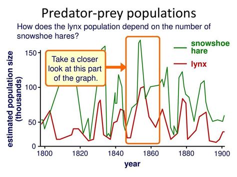 Predator Prey Graph Worksheet