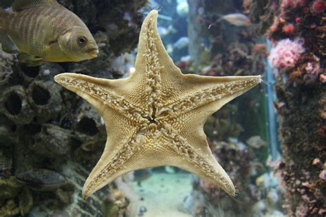 Bat star | Animals | Monterey Bay Aquarium