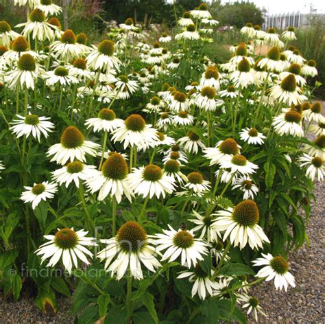 Plant Pictures: Echinacea purpurea - 'White Swan' (Echinacea, Cone ...