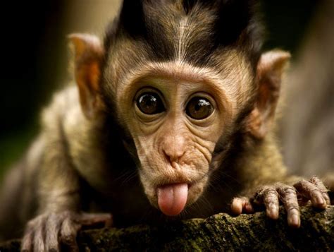 Funny Monkey Wallpapers - Top Free Funny Monkey Backgrounds - WallpaperAccess