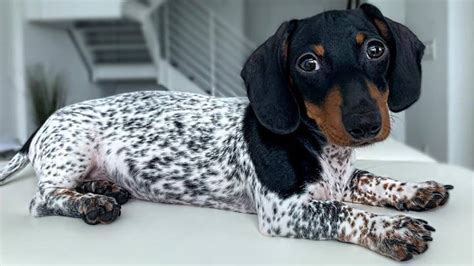 Piebald Dachshund - The facts - Dachshund Training