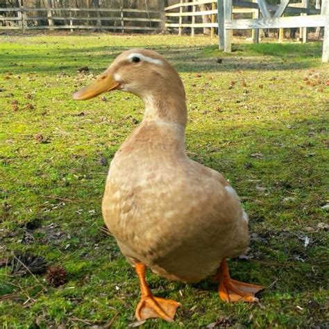 Saxony Duck Breed Profile - Backyard Poultry