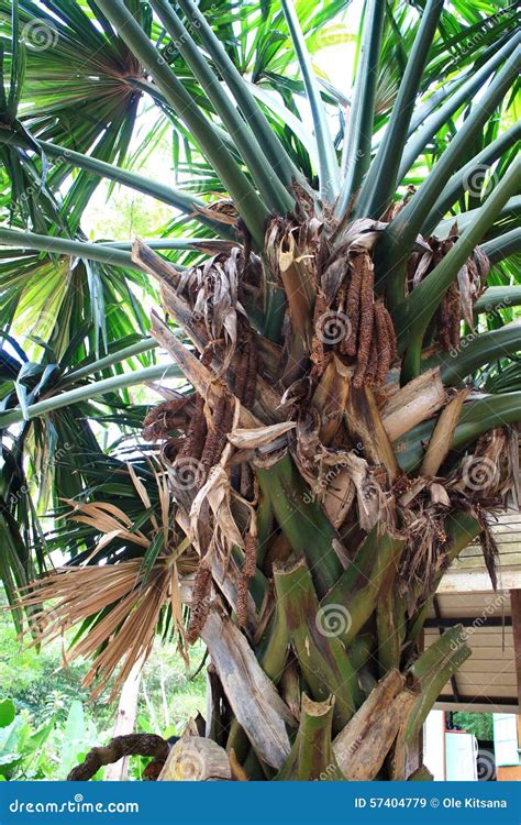 Talipot Palm stock image. Image of palm, species, lanka - 57404779