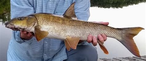 European Barbel varieties | Barbel Fishing World Forums