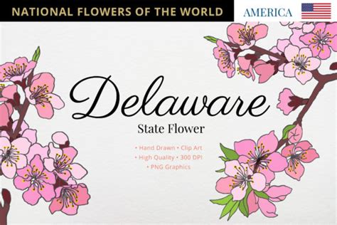 Delaware State Flower Graphic by Hanatist Studio · Creative Fabrica