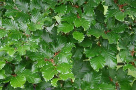 Fagus sylvatica - Kiwiflora Nurseries