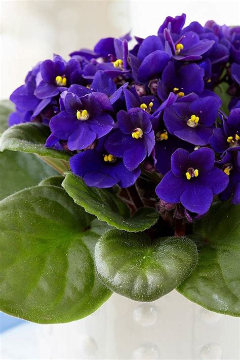 African Violets - Indoor Plants | Plantshop.me