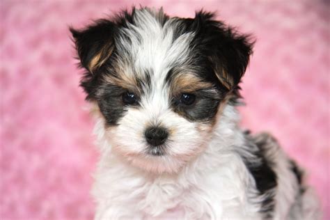 morkie | Morkie puppies, Puppy pictures, Puppies